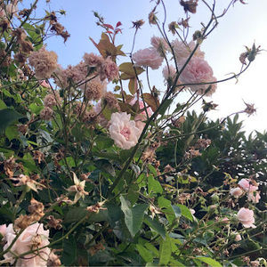 Meet your Posher, Maddox